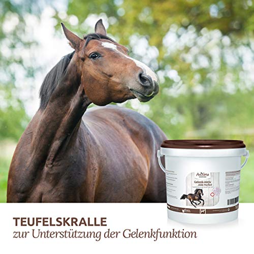 AniForte Garra del diablo en polvo para caballos 1kg - producto 100% natural para articulaciones, tendones y ligamentos. Ayuda a la movilidad y a la función articular, de alta aceptación