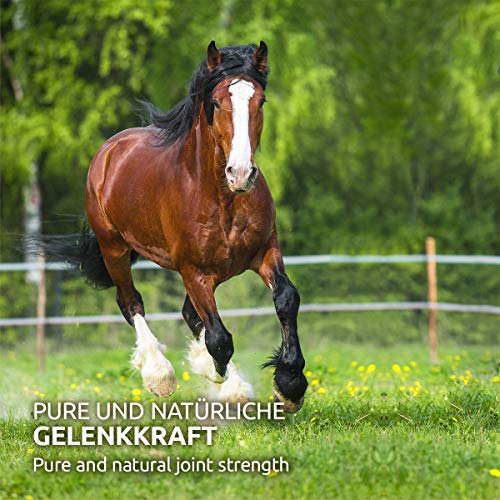 AniForte Polvo de escaramujo para caballos 1kg - fortalece la función de las articulaciones y el sistema inmunológico, proporciona vitaminas, fitoquímicos y antioxidantes