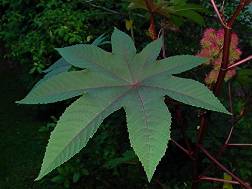 Asklepios-seeds® - 20 Semillas de Ricinus communis ricino, castor, tártago, higuereta, higuerilla, higuera infernal, alcherva, bafureura, castaño de la India, catapucia, catapucia