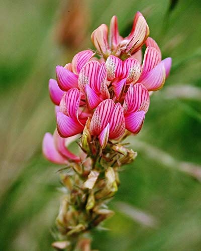 BAL.HONEY La Miel Pipirigallo Activa 12.5+ Tarro de vidrio de 250 gramos de miel blanca | 100% natural crudo puro sin pasteurizar sin filtrar