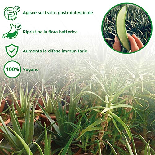 Benessence - Aloe Arándano Zumo de Aloe Vera con Arándano 1000 ml - Hecho en Italia - 3 x 1L