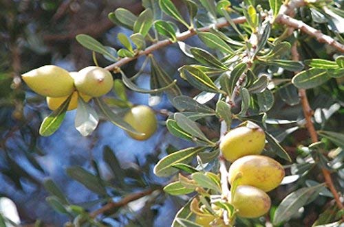 Bio Argan Serum Tensor falte pluma anti-edad muy eficaz en Arrugas y piel seca para todos los tipos Adecuado adicional para crema facial para cuidado de cara ojos labios y cuello