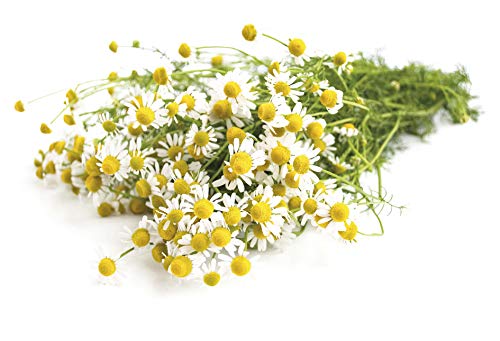 C/25 Manzanilla sin Funda Forever