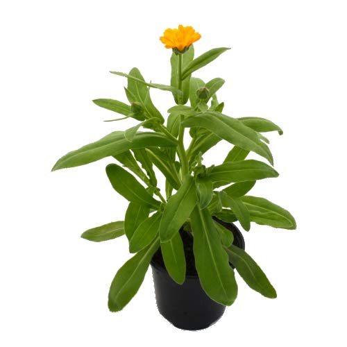 Caléndula Natural 10cm Planta Natural Calendula Officinalis