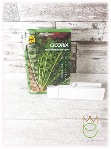 Campo silvestre Achicoria Cichorium intybus Semillas Semillas Hortalizas Huerto