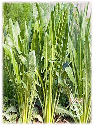 Campo silvestre Achicoria Cichorium intybus Semillas Semillas Hortalizas Huerto