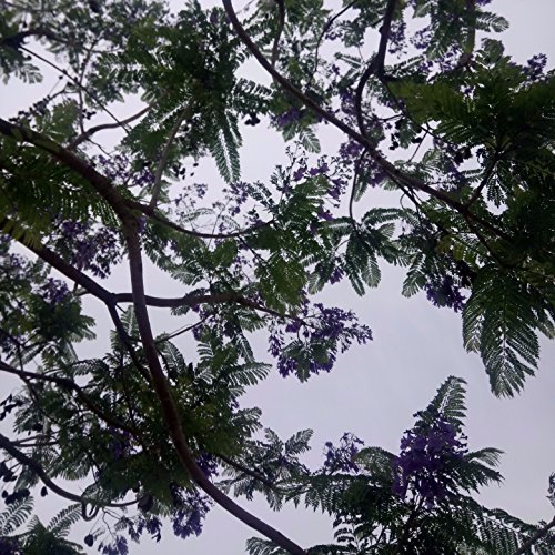 Canción De Cuna Para Todos Los Que extrañan Su Hogar (Bis)