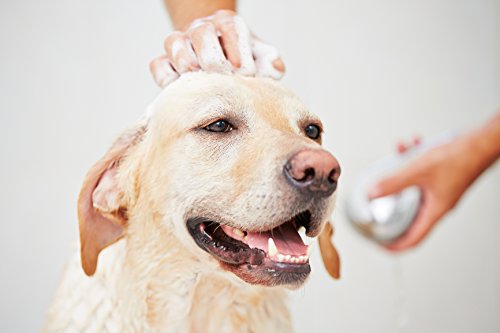 Champú y acondicionador natural para perros | calma y calma la piel irritada | con harina de avena colodial y aceites esenciales naturales | seguro, suave y agradable para cachorros y mascotas mayores