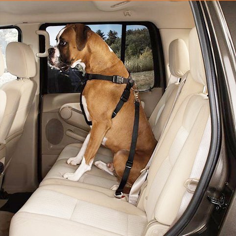 Cinturón de seguridad Jinchao para arneses de perros o gatos, ajustable de 48 a 79 cm