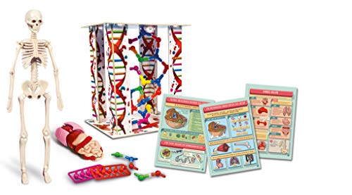 Clementoni-Galileo Science El Cuerpo Humano, Juego de experimentos para niños a Partir de 8 años, Juguete para comprender la anatomía, los órganos y el Esqueleto, Multicolor (69489)