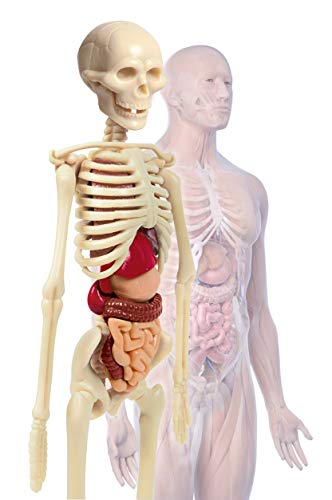 Clementoni-Galileo Science El Cuerpo Humano, Juego de experimentos para niños a Partir de 8 años, Juguete para comprender la anatomía, los órganos y el Esqueleto, Multicolor (69489)