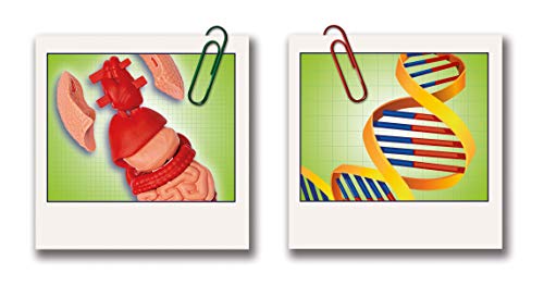 Clementoni-Galileo Science El Cuerpo Humano, Juego de experimentos para niños a Partir de 8 años, Juguete para comprender la anatomía, los órganos y el Esqueleto, Multicolor (69489)