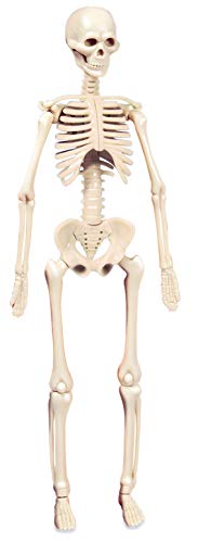 Clementoni-Galileo Science El Cuerpo Humano, Juego de experimentos para niños a Partir de 8 años, Juguete para comprender la anatomía, los órganos y el Esqueleto, Multicolor (69489)