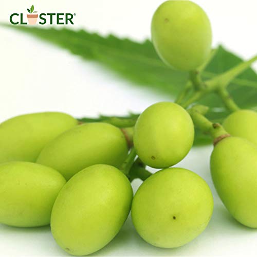 CLOSTER® Aceite de Neem Puro Nuevo 2020 Insecticida Plantas Natural Anti Mosquitos Desinfectante contra Chinches Pulgones Cochinilla Piojos Araña Roja Desinfestante Eficaz y Ecológico (250 ML)