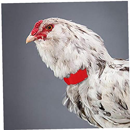 Collar 2pcs Pollo Anti Crow Gallo Collar Sin Crow Ruido Cuello De La Correa De Ruido Materiales De Banda Para El Cuello De Pollo Banda Para El Cuello Para Prevenir Los Pollos De Gritar, Molestar a Los