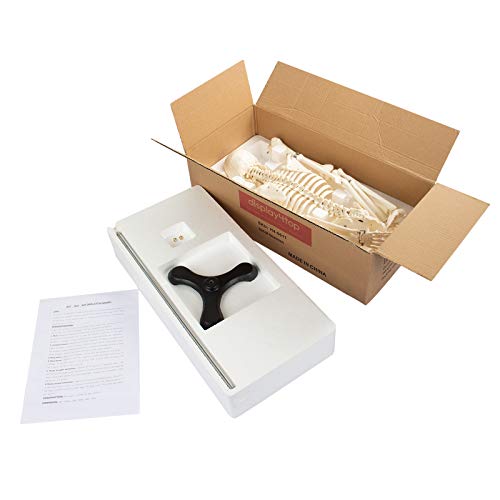 Display4top modelo médico anatómica esqueleto humano esquelético 85cm