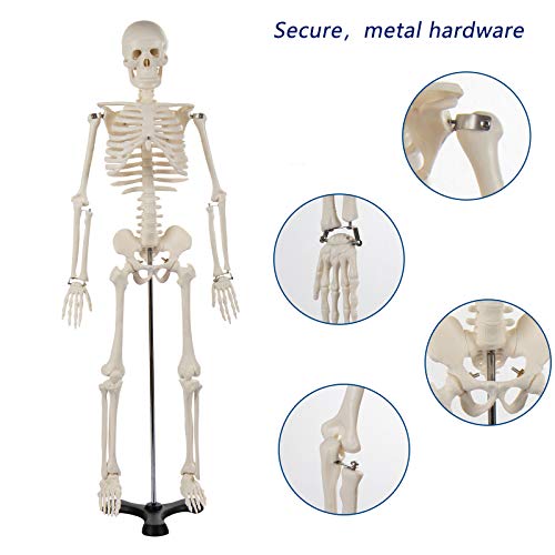 Display4top modelo médico anatómica esqueleto humano esquelético 85cm