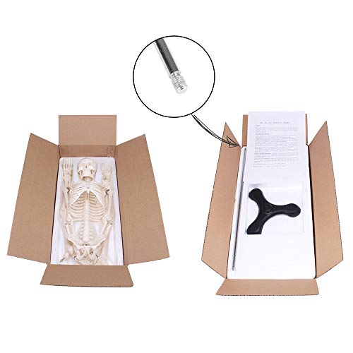 Display4top modelo médico anatómica esqueleto humano esquelético 85cm