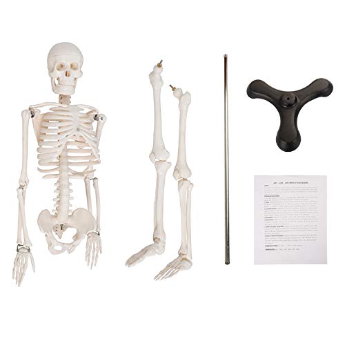Display4top modelo médico anatómica esqueleto humano esquelético 85cm