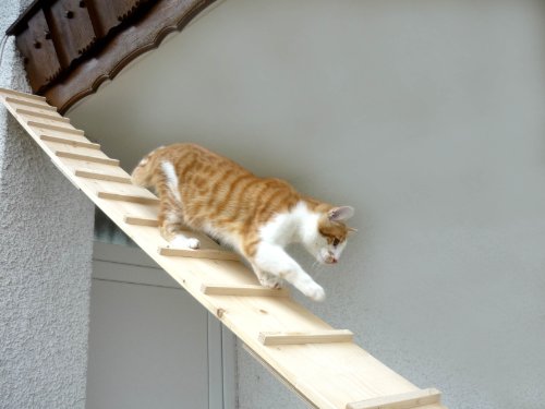 Elmato - Escalera de Gato (2 m)