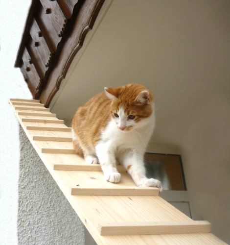 Elmato - Escalera de Gato (2 m)