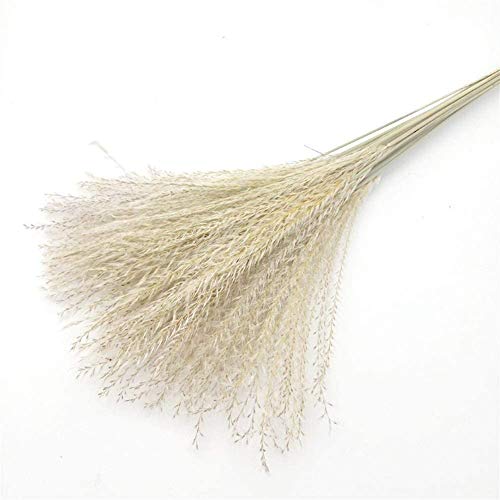 Flor Artificial Natural De La Planta Decorationsouth Americana De La Pradera De Hierba Caña Caña Decoración De Jardín De Trigo Natural Real Puntales De Disparo De La Boda,20pcs