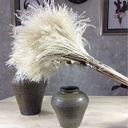 Flor Artificial Natural De La Planta Decorationsouth Americana De La Pradera De Hierba Caña Caña Decoración De Jardín De Trigo Natural Real Puntales De Disparo De La Boda,20pcs
