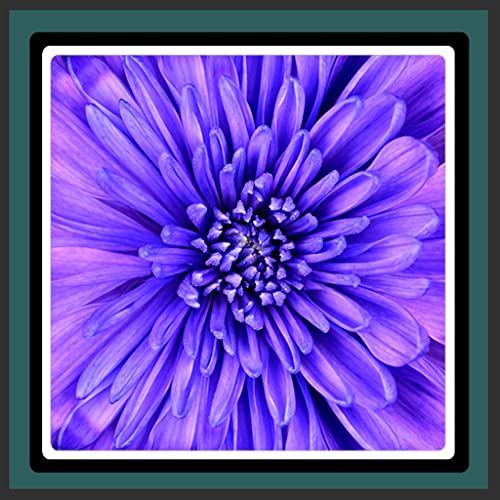 Fondos de pantalla animados Violet Flower
