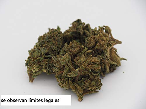 GANJA Flor aromática de Cáñamo ("Aroma Te ;D") *NUEVO* STARDUST >10% I Calidad Premium 1g (1 Gramo) I Made in Austria I Coltivazione in Camera Bianca I Embalaje Anónimo