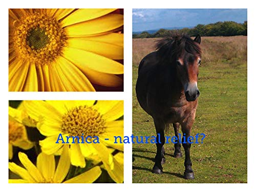 Gel de Árnica Montana 90% Caballos 1000g Acción Rápida Remedio herbal 100% Natural