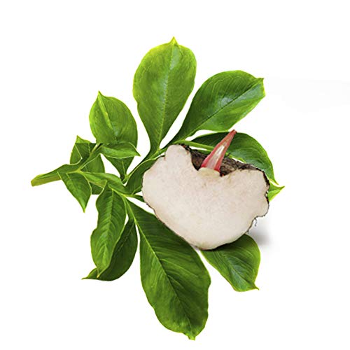 GLUCOMANANO (KONJAC) * OFERTA 3+1 GRATIS * 371 mg / 252 cápsulas * Titulado al 90% en glucomanano * Cardiovascular, Peso (adelgazamiento, corta-hambre)