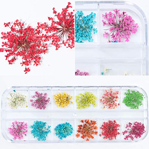 GOTONE 120 piezas Real Flores secas 3D Nail Art Stickers Decoración DIY Preserved Flower Stickers Consejos Manicura, 80pcs Starry + 40pcs Cinco flores con hojas (2 cajas, 2 * 12 colores)