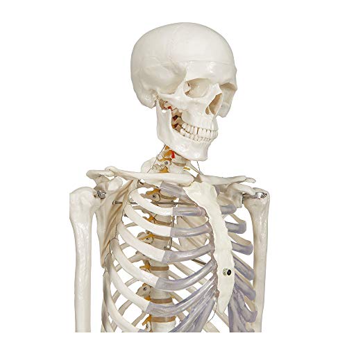 Halloween Fun 2020 - Elementary Anatomy 1021930, Modelo Anatómico de Esqueleto Humano, Incluyendo dos Gráficos (Buddy the Budget Skeleton), 1, 175 cm