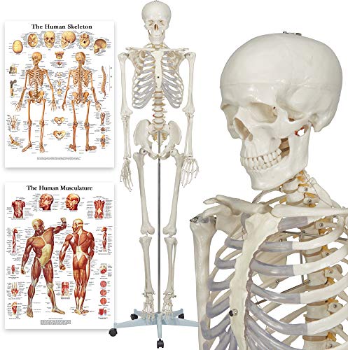 Halloween Fun 2020 - Elementary Anatomy 1021930, Modelo Anatómico de Esqueleto Humano, Incluyendo dos Gráficos (Buddy the Budget Skeleton), 1, 175 cm