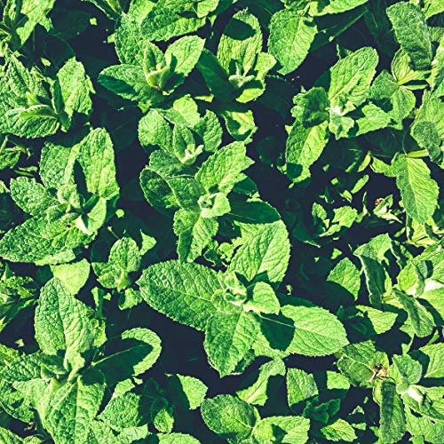 Hierbabuena (125g), corte menta verde, suavemente secado, 100% puro y natural para la preparación de té, menta marroquí, té de hierbas