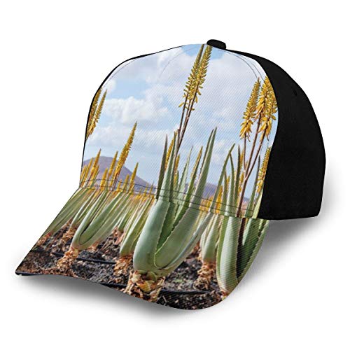 Hip Hop Sun Hat Baseball Cap,Photo from Aloe Vera Plantation Medicinal Leaves Remedy Fuerteventura Canary Islands,For Men&Women