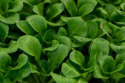 Hoja de bebé - Endibia"Zuccherina di Trieste"; achicoria - 972 semillas