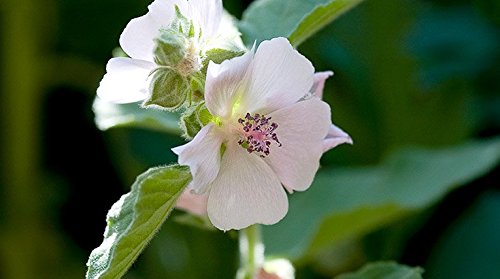 Hojas de Malvavisco (Althaea Officinalis) té de hierbas sueltas - 50g