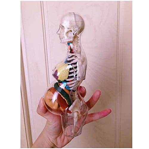 Human Anatomy Torso Modelo - Embarazo humano Modelo anatómico del cuerpo - humano genital femenino con el feto del bebé Modelo 1: 6 Superficie de la vida con los órganos desmontables, 41-Piezas