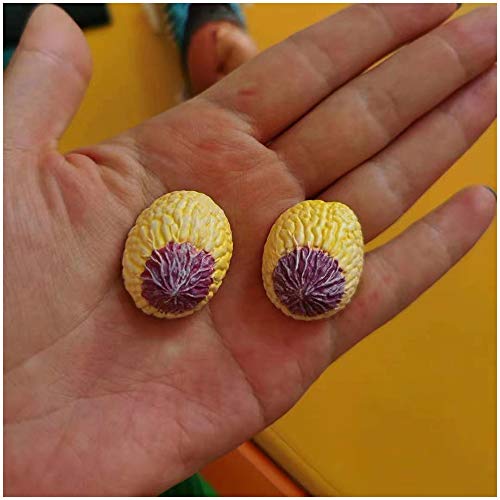 Human Anatomy Torso Modelo - Embarazo humano Modelo anatómico del cuerpo - humano genital femenino con el feto del bebé Modelo 1: 6 Superficie de la vida con los órganos desmontables, 41-Piezas