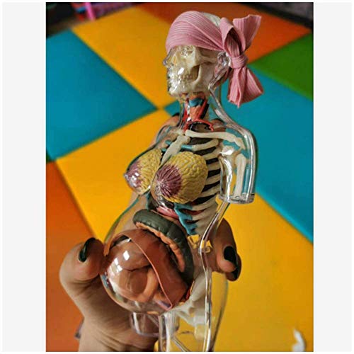 Human Anatomy Torso Modelo - Embarazo humano Modelo anatómico del cuerpo - humano genital femenino con el feto del bebé Modelo 1: 6 Superficie de la vida con los órganos desmontables, 41-Piezas