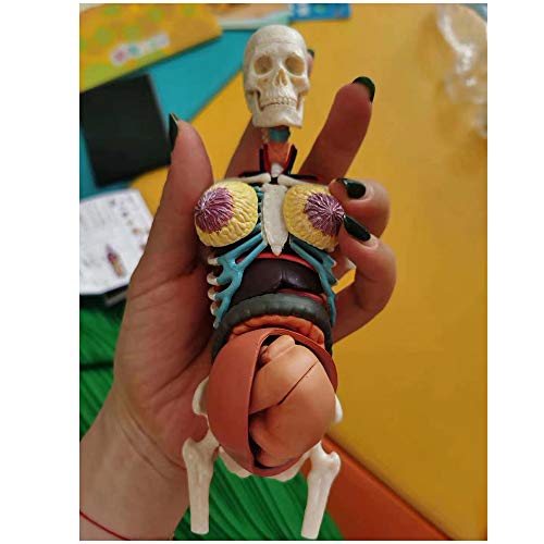 Human Anatomy Torso Modelo - Embarazo humano Modelo anatómico del cuerpo - humano genital femenino con el feto del bebé Modelo 1: 6 Superficie de la vida con los órganos desmontables, 41-Piezas