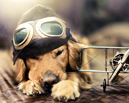 JFZJFZ Pintar por números para adultos y niños kits de regalo de bricolaje lienzo arte decoración del hogar perro piloto avión gafas de sol sombrero