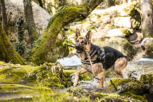 JULIUS-K9 Arnés Julius-K9 IDC, 1/L, 63–85 cm/50 mm, Camuflaje, Perro