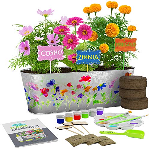Kit de Cultivo de Flores Pinta y Planta - Cultiva Cosmos, Zinnia, Flores de Caléndula: Incluye Todo lo Necesario para Pintar y Plantar: un Gran Regalo para los niños - Stem