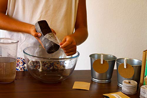 Kit de Hierbas para Gato: Cultiva la Salud y el Bienestar de tu Felino