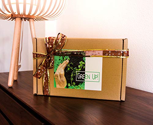 Kit de Hierbas para Gato: Cultiva la Salud y el Bienestar de tu Felino