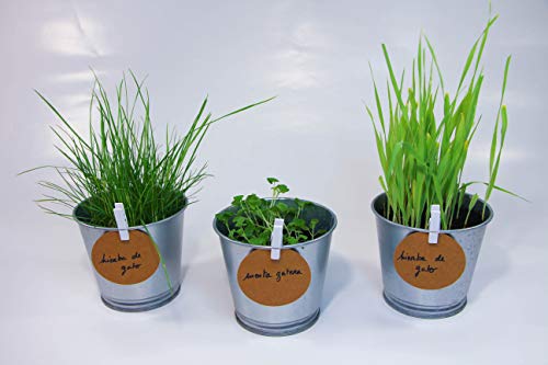 Kit de Hierbas para Gato: Cultiva la Salud y el Bienestar de tu Felino