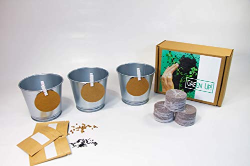 Kit de Hierbas para Gato: Cultiva la Salud y el Bienestar de tu Felino