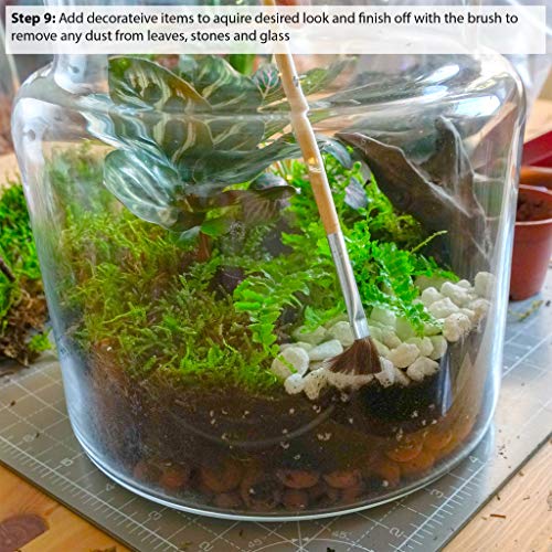 Kit de terrarium avec récipient en verre, Mini jardin, idée de cadeau, DIY Kit